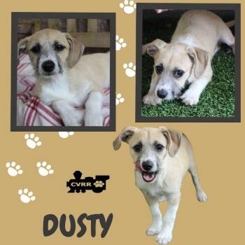 Terrier Dogs Available for Adoption - Dusty (Puppy) | PetCurious