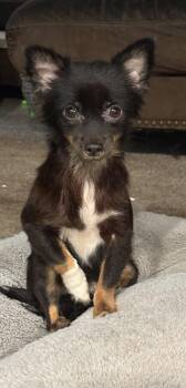 Jesse -  Chihuahua Dog for Adoption in Mount Pleasant, South Carolina - Jesse | PetCurious