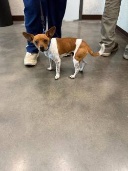 Jerry (CooCoo) -  Chihuahua Dog for Adoption in Clarksville, Tennessee - Jerry (CooCoo) | PetCurious