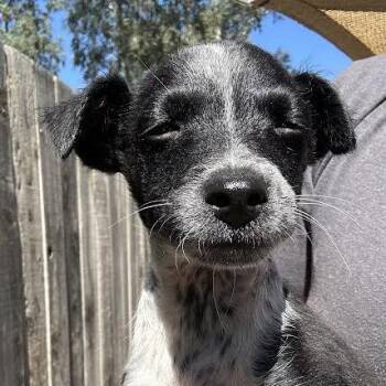 Pedro -  Spaniel and Chihuahua Dog for Adoption in Sonoma, California - Pedro | PetCurious