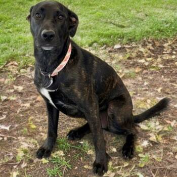 Daphne/georgia -  Shepherd Dog for Adoption in Kingman, Arizona - Daphne/georgia | PetCurious