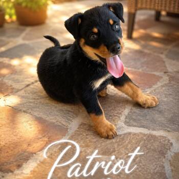 Patriot -  Labrador Retriever Dog for Adoption in Mount Pleasant, Texas - Patriot | PetCurious