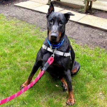 Waro -  Doberman Pinscher and Mixed Breed Dog for Adoption in Woodinville, Washington - Waro | PetCurious