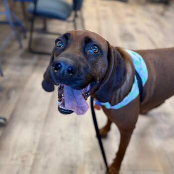 Hound and Mixed Breed Dogs Available for Adoption in Durango, Colorado - Pistol | PetCurious