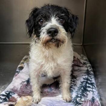 Rook -  Terrier Dog for Adoption in Blue Springs, Missouri - Rook | PetCurious