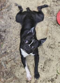 Boston Terrier Dogs Available for Adoption - Sammy Weaver KY | PetCurious