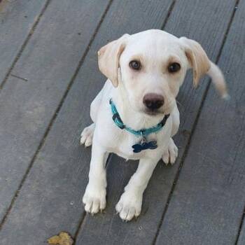 Poe -  Labrador Retriever Dog for Adoption in Conesus, New York - Poe | PetCurious