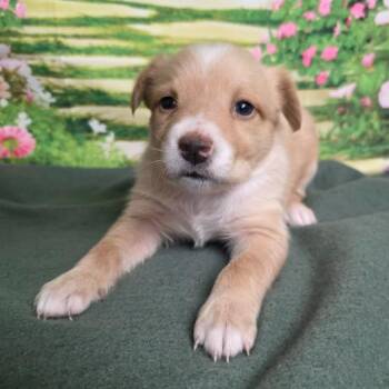 Mixed Breed Dogs Available for Adoption - Emily | PetCurious