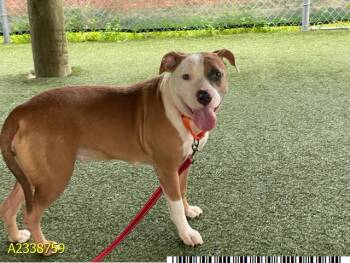 HAZEL -  Mixed Breed Dog for Adoption in West Palm Beach, Florida - HAZEL | PetCurious
