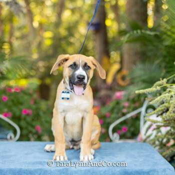 Belgium Wheat -  Shepherd Dog for Adoption in Wake Forest, North Carolina - Belgium Wheat | PetCurious