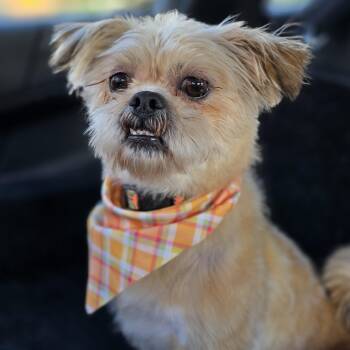 Rescue Maltese and Yorkshire Terrier Dogs for Adoption in Rock Hill, South Carolina - Carlton | PetCurious