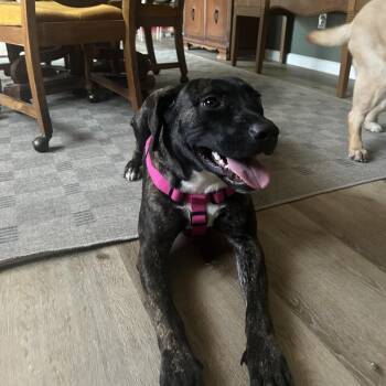 Cora -  Pit Bull Terrier and Mixed Breed Dog for Adoption in Fayetteville, Arkansas - Cora | PetCurious