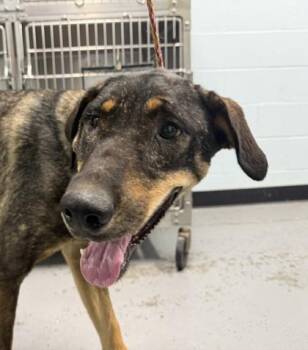 Duke -  Doberman Pinscher Dog for Adoption in Sacramento, California - Duke | PetCurious