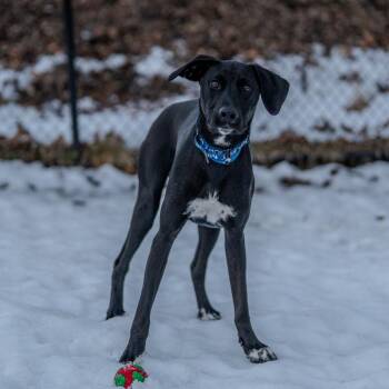 Labrador Retriever Dogs Available for Adoption - Lucky | PetCurious