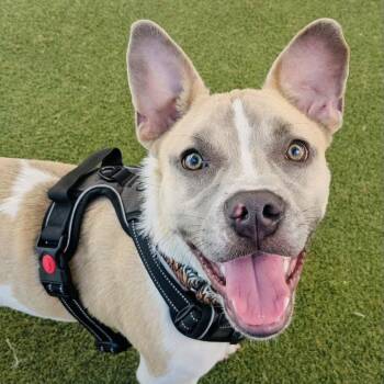 French Bulldog and Terrier Dogs Available for Adoption in Fort Lauderdale, Florida - Billy | PetCurious