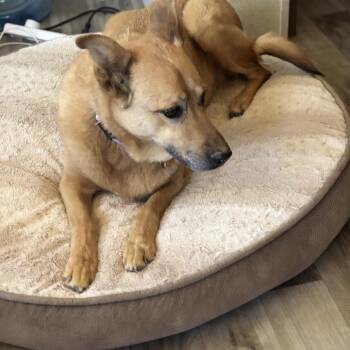 Princess -  German Shepherd Dog Dog for Adoption in Incline Village, Nevada - Princess | PetCurious