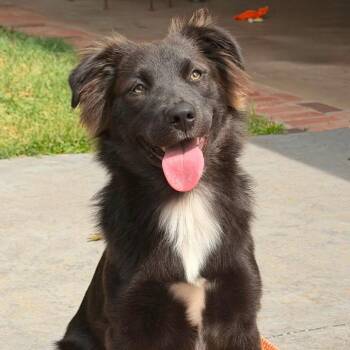 Cocoa -  Shepherd and Mixed Breed Dog for Adoption in Enid, Oklahoma - Cocoa | PetCurious