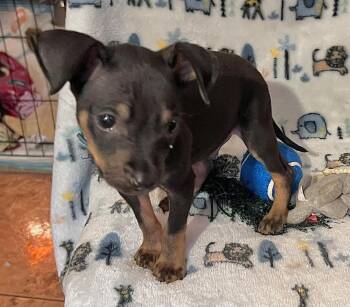Rescue Chihuahua and Miniature Pinscher Dogs for Adoption in Carrollton, Texas - Jelly | PetCurious