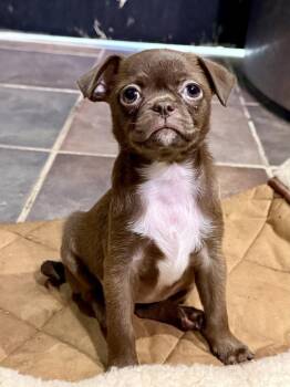 Barly -  Pug Dog for Adoption in Tucson, Arizona - Barly | PetCurious