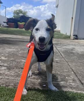Australian Shepherd Dogs Available for Adoption - Jaxx - Will Give The Maxximum Fun! | PetCurious
