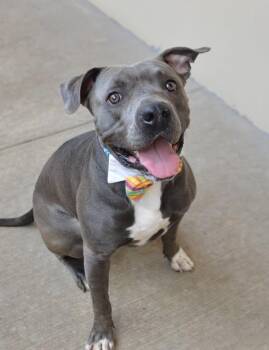 Summit -  Pit Bull Terrier Dog for Adoption in Mckinney, Texas - Summit | PetCurious