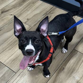 Mixed Breed Dogs Available for Adoption in Newark, New Jersey - Cookie | PetCurious