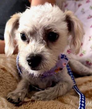 Lucy -  Poodle and Shih Tzu Dog for Adoption in Ypsilanti, Michigan - Lucy | PetCurious