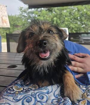 ML Snickers -  Terrier Dog for Adoption in Warrenton, Missouri - ML Snickers | PetCurious
