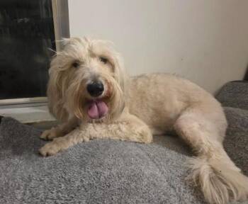 Labradoodle and Wheaten Terrier Dogs Available for Adoption - Shay | PetCurious