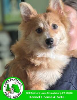 Baby -  Pomeranian Dog for Adoption in Stroudsburg, Pennsylvania - Baby | PetCurious