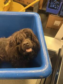 Rescue Cocker Spaniel Dogs for Adoption in Dallas, Texas - CHOCOLATE | PetCurious