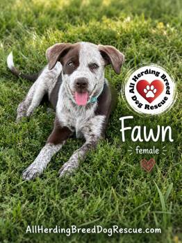 Fawn -  Cattle Dog Dog for Adoption in Joliet, Illinois - Fawn | PetCurious