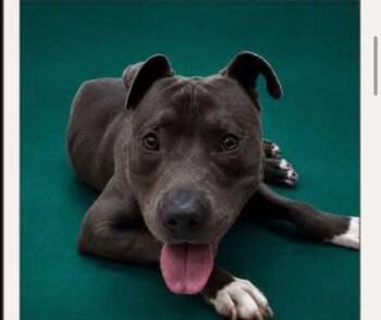 Taylor -  Pit Bull Terrier Dog for Adoption in Charlotte, Michigan - Taylor | PetCurious