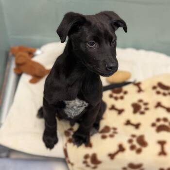 Mixed Breed Dogs Available for Adoption - Cullen | PetCurious