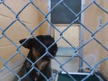 German Shepherd Dog Dogs Available for Adoption in Tulsa, Oklahoma - CHI-CHI | PetCurious