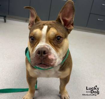 Simone -  English Bulldog and French Bulldog Dog for Adoption in Washington, District Of Columbia - Simone | PetCurious