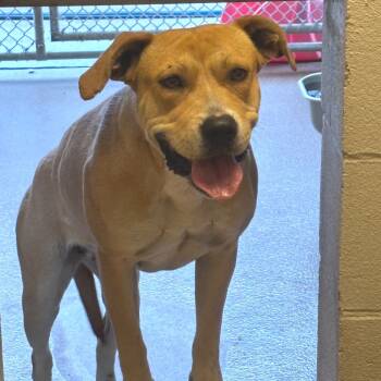 Rescue Pit Bull Terrier Dogs for Adoption in Hinesville, Georgia - Francesca | PetCurious