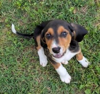 Beagle Dogs Available for Adoption in Watertown, Connecticut - Boomer | PetCurious