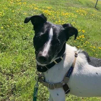 LUCY -  Rat Terrier Dog for Adoption in Methuen, Massachusetts - LUCY | PetCurious
