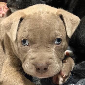 Nico - black -  Anatolian Shepherd and Dutch Shepherd Dog for Adoption in Greenfield, Indiana - Nico - Black | PetCurious