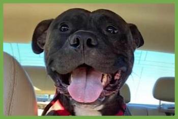 Rescue American Staffordshire Terrier Dogs for Adoption in Amherst, Massachusetts - Hexum | PetCurious