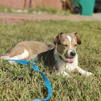 Marvin -  Corgi and Beagle Dog for Adoption in Manchester, Tennessee - Marvin | PetCurious