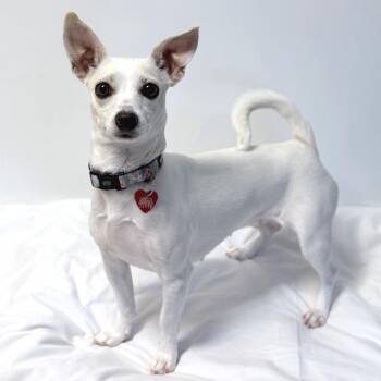Pumpkin -  Mixed Breed Dog for Adoption in Medford, Oregon - Pumpkin | PetCurious