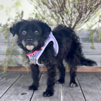 Terra -  Terrier Dog Available for Adoption in Pacific Grove, California - Terra | PetCurious