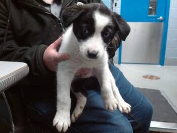 Pointer and Mixed Breed Dogs Available for Adoption - DUNE | PetCurious