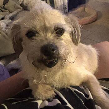 Brussels Griffon and Cairn Terrier Dogs Available for Adoption in Marana, Arizona - Miley | PetCurious