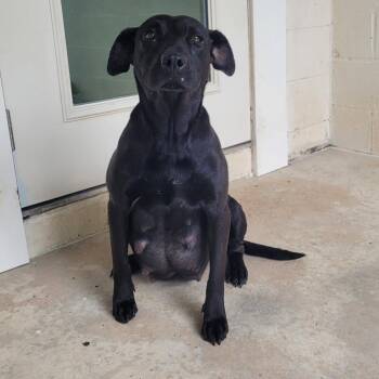 Nina 0319 -  Black Labrador Retriever and Mixed Breed Dog for Adoption in Loxahatchee Groves, Florida - Nina 0319 | PetCurious