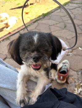 Shih Tzu Dogs Available for Adoption in Pflugerville, Texas - Luca | PetCurious