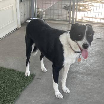 Rescue Border Collie and Italian Greyhound Dogs for Adoption in Saint Anthony, Idaho - Bella | PetCurious