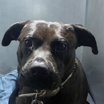 Alphabet -  Pit Bull Terrier Dog for Adoption in Philadelphia, Pennsylvania - Alphabet | PetCurious